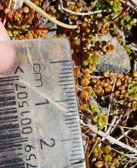 Veronica decora