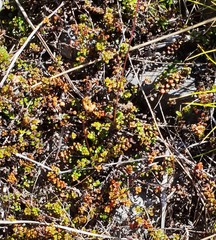 Veronica decora