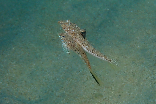 Sailfin dragonet (Callionymus pusillus) — Callionymidae — 4