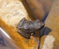 Pelodryadidae