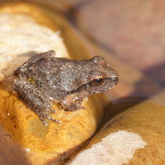Pelodryadidae