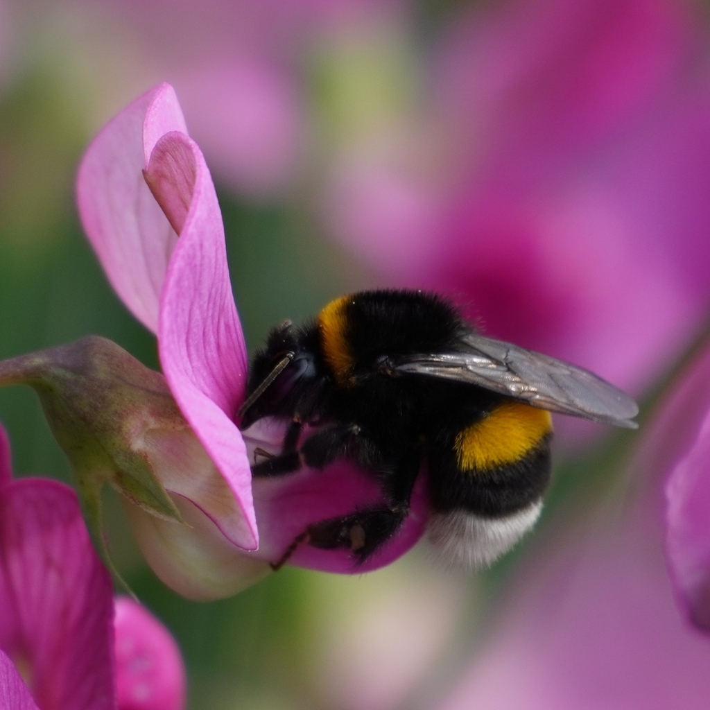 Bombus terrestris - Wikipedia