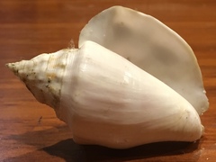 Macrostrombus costatus