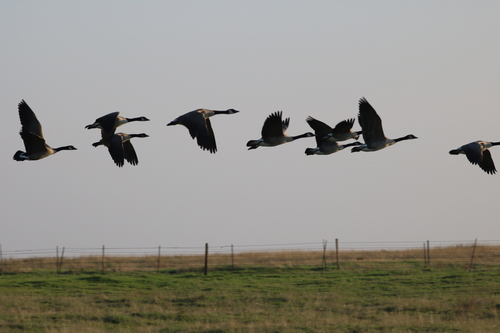 iNaturalist observation photo of Canada Goose