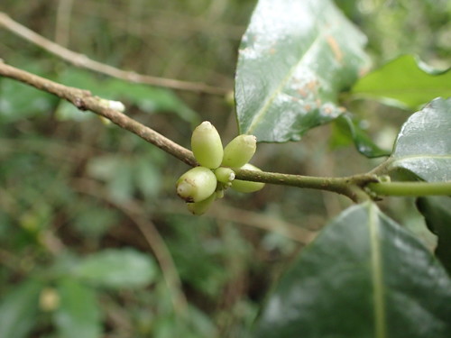 Saldinia proboscidea image