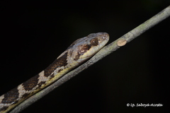 Leptodeira ashmeadii