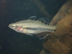 Tropical Carp-Gudgeon photo 2