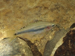 Tropical Carp-Gudgeon photo 4