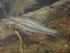 Tropical Carp-Gudgeon photo 5
