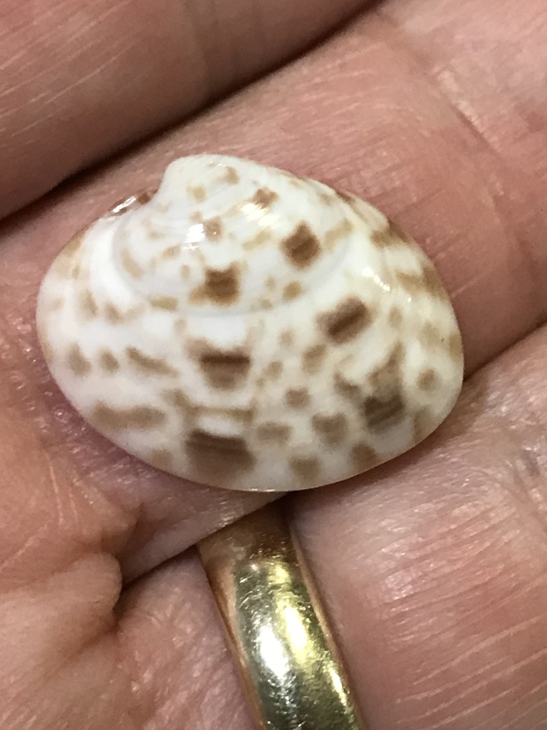 Calico Clam