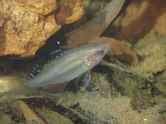 Tropical Carp-Gudgeon photo 3