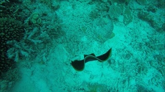 Pseudobiceros hancockanus