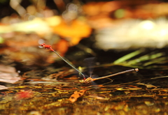 Pseudagrion pilidorsum declaratum