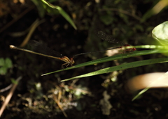 Pseudagrion pilidorsum declaratum