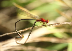 Pseudagrion pilidorsum declaratum
