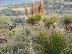 Dasylirion acrotrichum