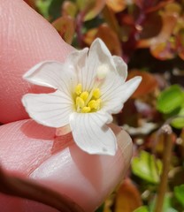 Epilobium macropus