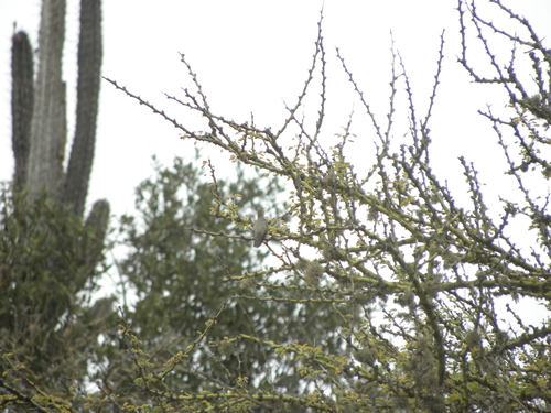 Leucippus fallax