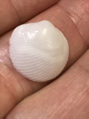 Divalinga quadrisulcata