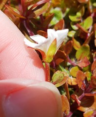 Epilobium macropus
