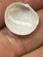 Divalinga quadrisulcata