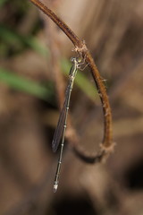 Rhadinosticta simplex