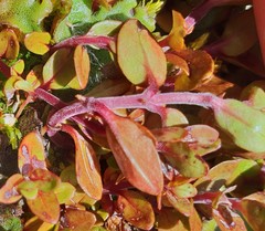 Epilobium macropus