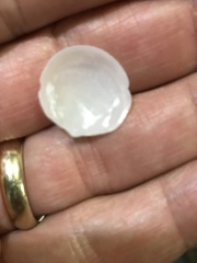 Divalinga quadrisulcata