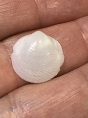 Divalinga quadrisulcata