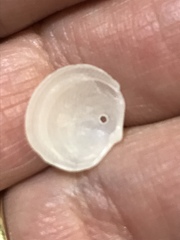 Divalinga quadrisulcata