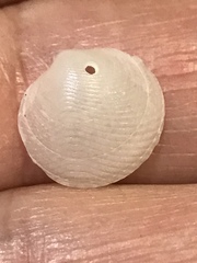 Divalinga quadrisulcata