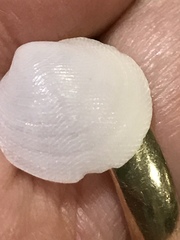 Divalinga quadrisulcata