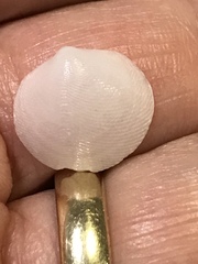 Divalinga quadrisulcata