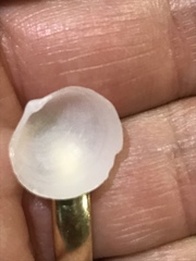 Divalinga quadrisulcata