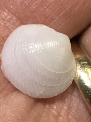 Divalinga quadrisulcata