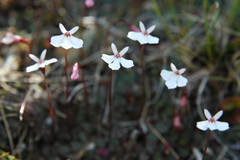 Lobelia linnaeoides