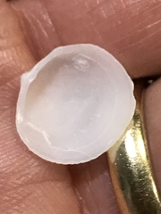 Divalinga quadrisulcata