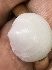 Divalinga quadrisulcata