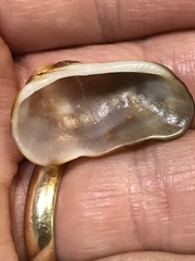 Barbatia domingensis