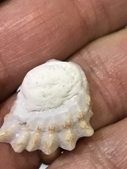 Plicatula gibbosa