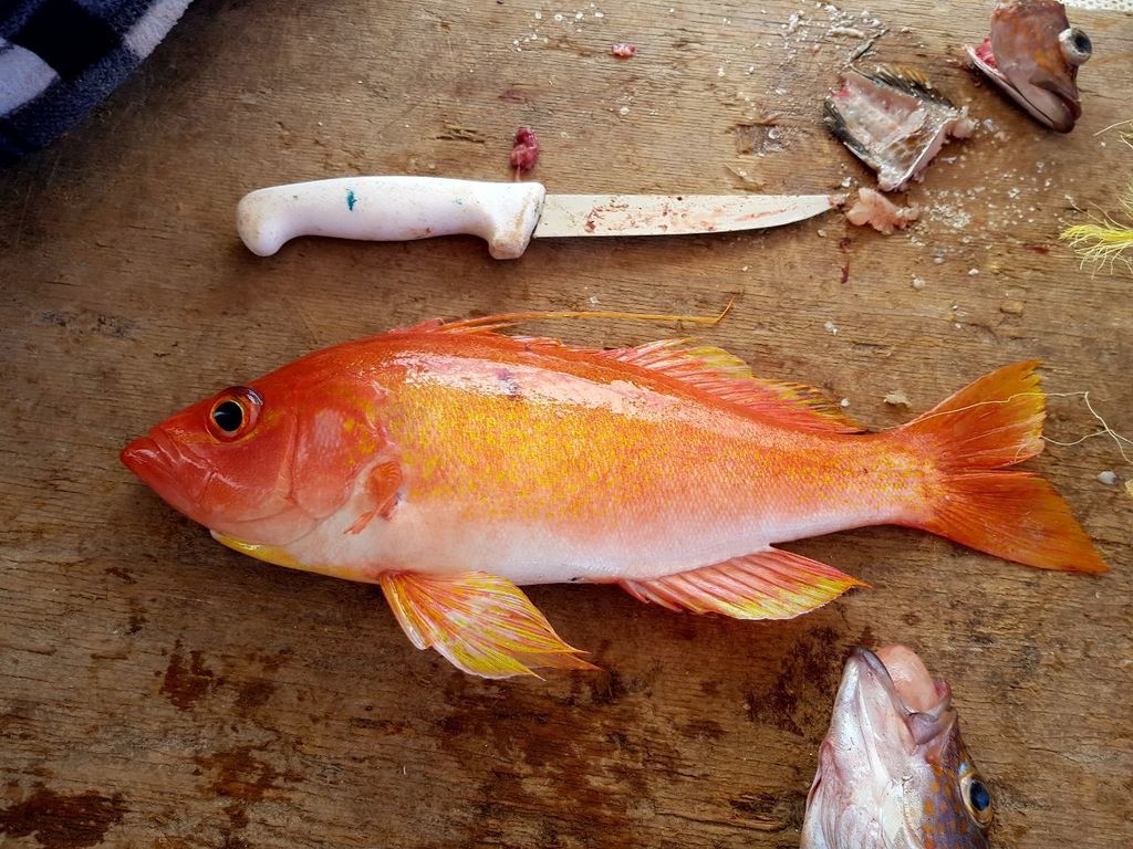 Rose thread-fin bass (Hemanthias peruanus) — Serranidae