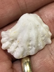 Plicatula gibbosa