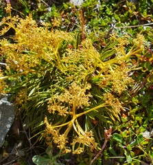 Aciphylla monroi