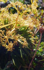 Aciphylla monroi