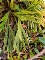 Aciphylla monroi