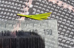 Aciphylla monroi