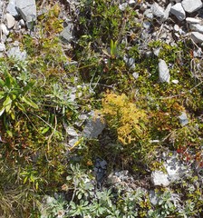 Aciphylla monroi