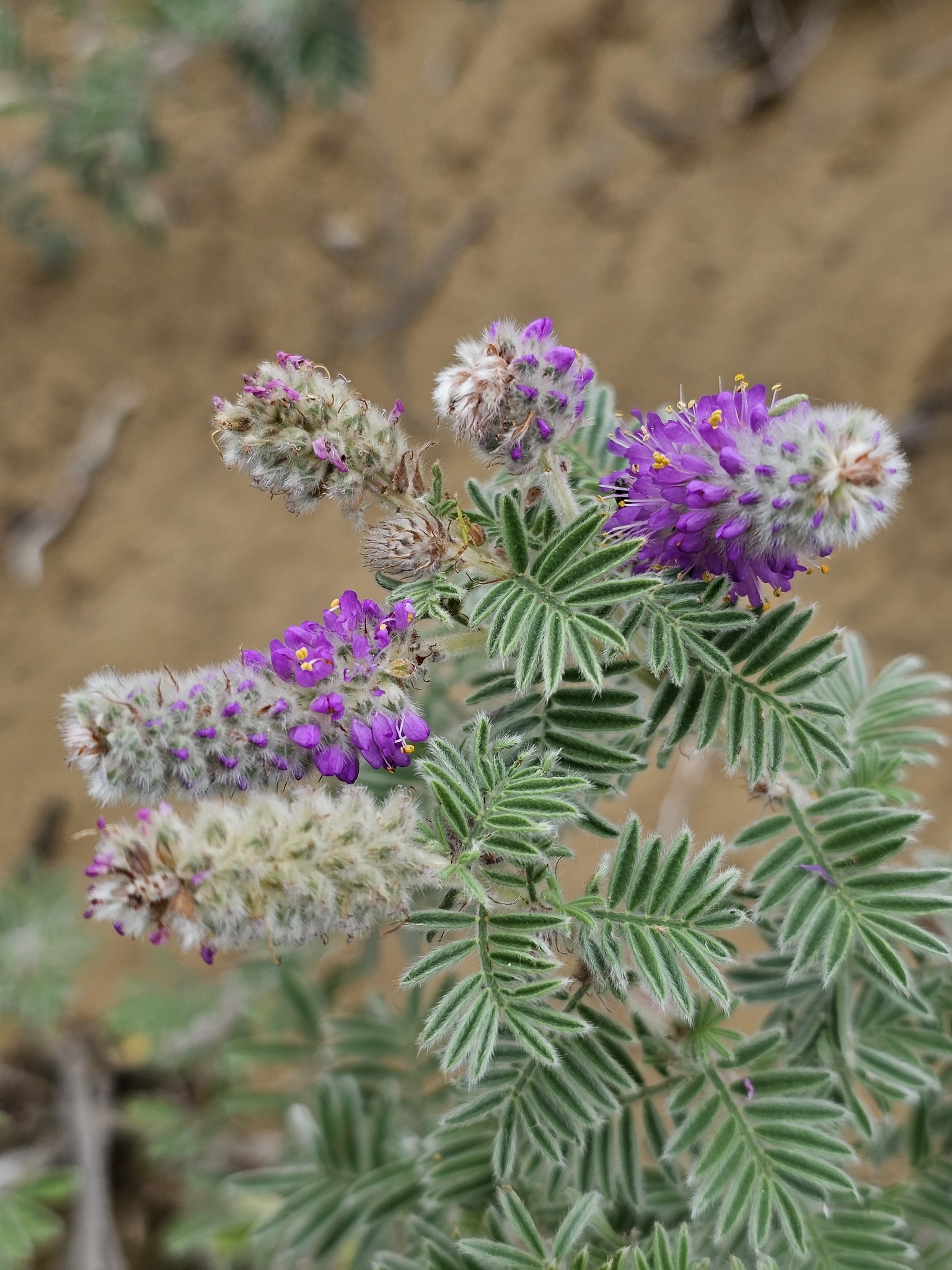 Dalea villosa
