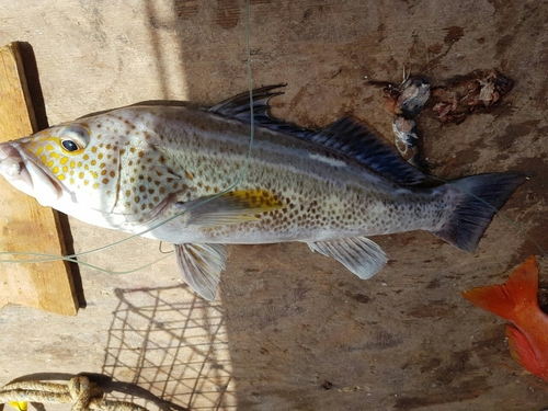Goldspotted Sand Bass
