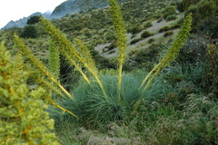 Aciphylla glaucescens